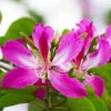 Hong Kong Orchid Tree -Brighter Blooms Sales Bauhinia x blakeana BB 600x600 b7aed7a6 52fd 49f3 9523 d677254c5936