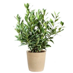 Bay Laurel 13 Bay Laurel -Brighter Blooms Sales Bay Laurel 3G Delilah Tan pot