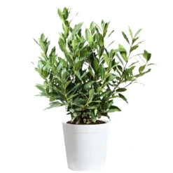 Bay Laurel 12 Bay Laurel -Brighter Blooms Sales Bay Laurel 3G Delilah White pot