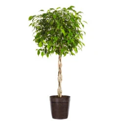 Benjamina Ficus Tree -Brighter Blooms Sales Benjamina Ficus Tree Delilah Brown pot
