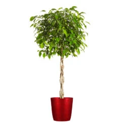 Benjamina Ficus Tree -Brighter Blooms Sales Benjamina Ficus Tree Delilah Red pot