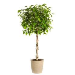 Benjamina Ficus Tree -Brighter Blooms Sales Benjamina Ficus Tree Delilah Tan pot