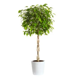 Benjamina Ficus Tree -Brighter Blooms Sales Benjamina Ficus Tree Delilah White pot