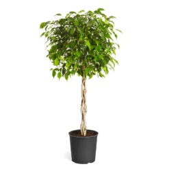 Benjamina Ficus Tree -Brighter Blooms Sales Benjamina Ficus Tree standard pot