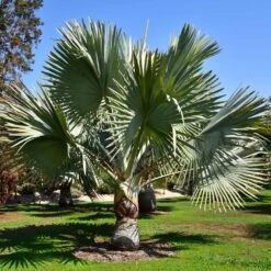 Bismarck Palm Tree -Brighter Blooms Sales Bismark palm 1 BB