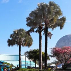 Bismarck Palm Tree -Brighter Blooms Sales Bismark palm 7