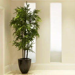 Black Bamboo Plant -Brighter Blooms Sales Black Bamboo 2