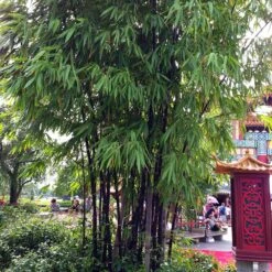 Black Bamboo Plant -Brighter Blooms Sales Black Bamboo 6 BB