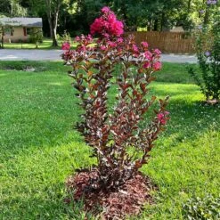 Black Diamond® Mystic Magenta™ Crape Myrtle Tree -Brighter Blooms Sales Black Diamon Magestic magenta Crape Myrtle4