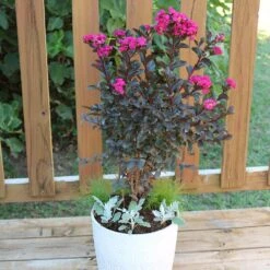 Black Diamond® Mystic Magenta™ Crape Myrtle Tree -Brighter Blooms Sales Black Diamon Magestic magenta Crape Myrtle 1