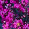 Black Diamond® Mystic Magenta™ Crape Myrtle Tree 1 Black Diamond® Mystic Magenta™ Crape Myrtle Tree -Brighter Blooms Sales Black Diamon Magestic magenta Crape Myrtle 600x600 658364e2 9cb0 40aa bc02 cf955f2b480b
