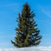 Black Hills Spruce Tree -Brighter Blooms Sales Black Hills Spruce BB 600x600 803ec661 f5c0 4e19 a451 6bd222019a9b