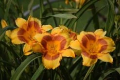 Blackeyed Stella Daylily -Brighter Blooms Sales Blackeyed Stella Daylily 400 2