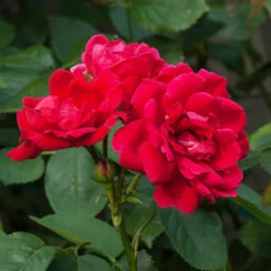 Blaze Improved Climbing Rose 8 Blaze Improved Climbing Rose -Brighter Blooms Sales Blaze Improved Rose 1 BB