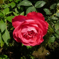 Blaze Improved Climbing Rose 9 Blaze Improved Climbing Rose -Brighter Blooms Sales Blaze Improved Rose 2 BB