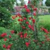 Blaze Improved Climbing Rose -Brighter Blooms Sales Blaze Improved Rose BB 600x600 7b2c3f77 53e0 4fbd a8ca 348975bfdde3