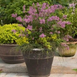Bloomerang® Purple Reblooming Lilac Shrub -Brighter Blooms Sales Bloomerang Lilac Shrub 1