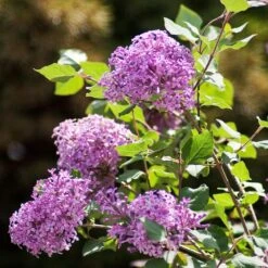 Bloomerang® Purple Reblooming Lilac Shrub -Brighter Blooms Sales Bloomerang Lilac Shrub 2