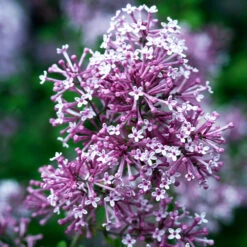 Bloomerang® Purple Reblooming Lilac Shrub -Brighter Blooms Sales Bloomerang Lilac Shrub 4 BB