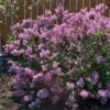 Bloomerang® Purple Reblooming Lilac Shrub -Brighter Blooms Sales Bloomerang Lilac Shrub BB 600x600 1c99c1a7 44b0 4e9c 8820 7417ab6414a0