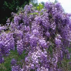 Blue Moon Wisteria Vine 8 Blue Moon Wisteria Vine -Brighter Blooms Sales Blue Moon Wisteris 1