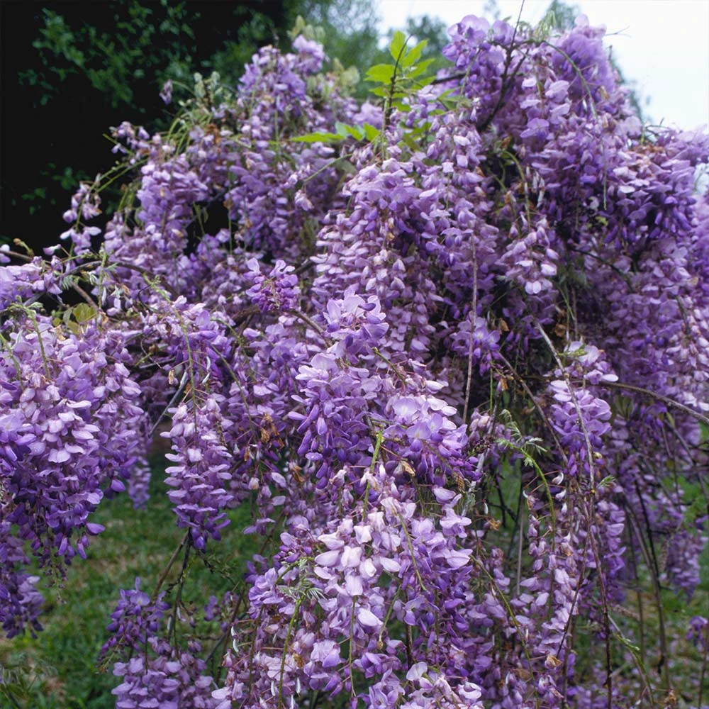 Blue Moon Wisteria Vine 5 Blue Moon Wisteria Vine - Image 3