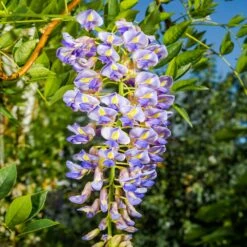 Blue Moon Wisteria Vine 9 Blue Moon Wisteria Vine -Brighter Blooms Sales Blue Moon Wisteris 2