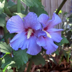 Azurri Blue Satin® Rose Of Sharon Althea Tree -Brighter Blooms Sales Blue Satin Rose Of Sharon Tree 2
