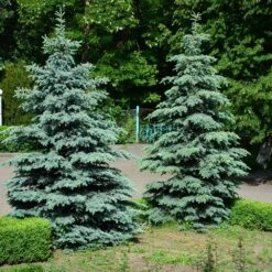 Blue Wonder Spruce Tree -Brighter Blooms Sales Blue Wonder Spruce 2