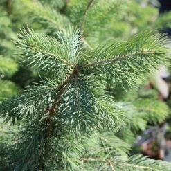 Blue Wonder Spruce Tree -Brighter Blooms Sales Blue Wonder Spruce 3