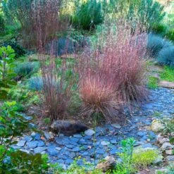 Blues Little Bluestem Grass -Brighter Blooms Sales Bluestem Grass The Blues 1 BB
