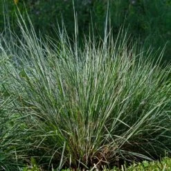 Blues Little Bluestem Grass -Brighter Blooms Sales Bluestem Grass The Blues 4