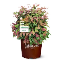 Blush Pink™ Nandina Shrub -Brighter Blooms Sales Blush Pink Nandina 6