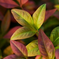 Blush Pink™ Nandina Shrub -Brighter Blooms Sales Blush Pink Nandina BB 6