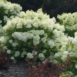 Bobo® Hydrangea Shrub -Brighter Blooms Sales Bobo Hyrangea 3 BB