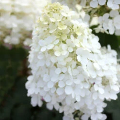 Bobo® Hydrangea Shrub -Brighter Blooms Sales Bobo Hyrangea 5