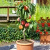 Bonanza Peach Tree -Brighter Blooms Sales Bonfire Peach tree BB 600x600 8e0e5e7f 6998 498f 82c0 34343fa83488