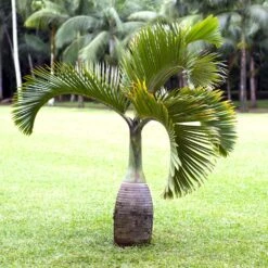 Bottle Palm Tree 8 Bottle Palm Tree -Brighter Blooms Sales Bottle Palm 1