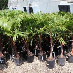 Bottle Palm Tree 9 Bottle Palm Tree -Brighter Blooms Sales Bottle Palm 3