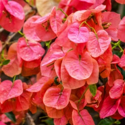 Sundown Orange Bougainvillea 14 Sundown Orange Bougainvillea -Brighter Blooms Sales Bougainvillea Sundown 1 BB
