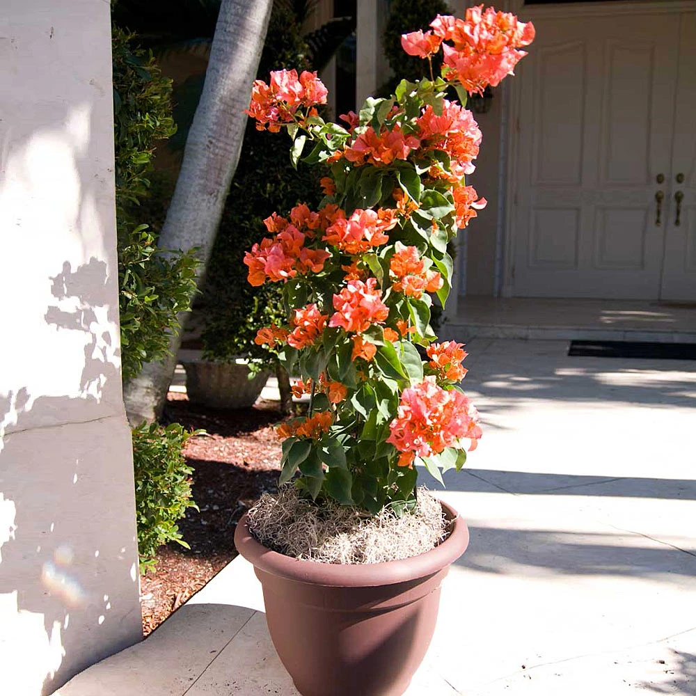 Sundown Orange Bougainvillea 4 Sundown Orange Bougainvillea - Image 2