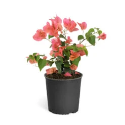 Sundown Orange Bougainvillea 18 Sundown Orange Bougainvillea -Brighter Blooms Sales Bougainvillea Sundown 6qt