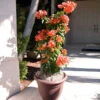 Sundown Orange Bougainvillea -Brighter Blooms Sales Bougainvillea Sundown BB 600x600 742c2a64 0469 4905 a578 b9fda646a118