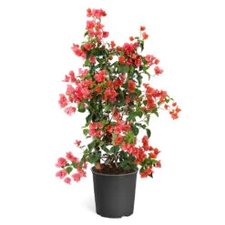 Sundown Orange Bougainvillea 17 Sundown Orange Bougainvillea -Brighter Blooms Sales Bougainvillea Sundown TR