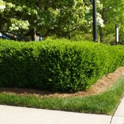 Titan Boxwood Shrub -Brighter Blooms Sales Boxwood Titan 5 BB