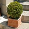 Titan Boxwood Shrub 2 Titan Boxwood Shrub -Brighter Blooms Sales Boxwood Titan BB 600x600 a92b6506 0ac5 4289 beb6 f843d5a4dcc4