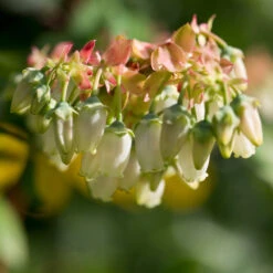 Brightwell Blueberry Bush 9 Brightwell Blueberry Bush -Brighter Blooms Sales Brightwell Blueberry 3