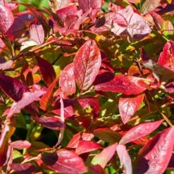 Brightwell Blueberry Bush 10 Brightwell Blueberry Bush -Brighter Blooms Sales Brightwell Blueberry 6