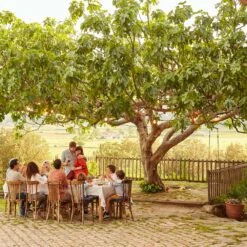 Brown Turkey Fig -Brighter Blooms Sales Brown Turkey Fig 1