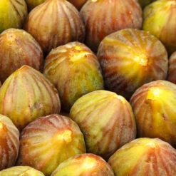 Brown Turkey Fig -Brighter Blooms Sales Brown Turkey Fig 3 BB